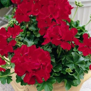 Meet your Posher, Judith